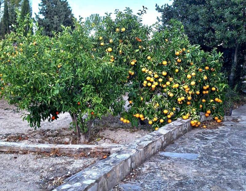 Vente - Maison individuelle - Sin Zona - Carricola