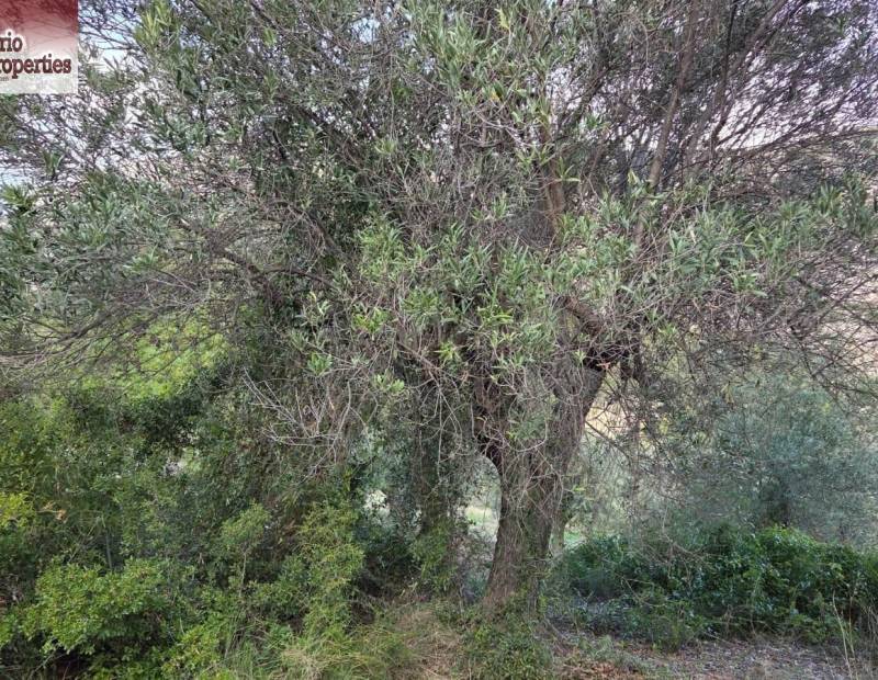 Sale - Plot of land - Beniarda