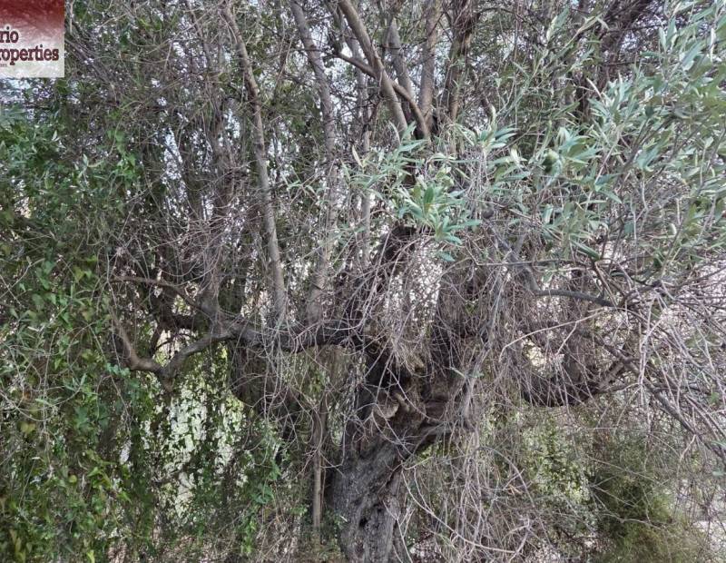 Sale - Plot of land - Beniarda