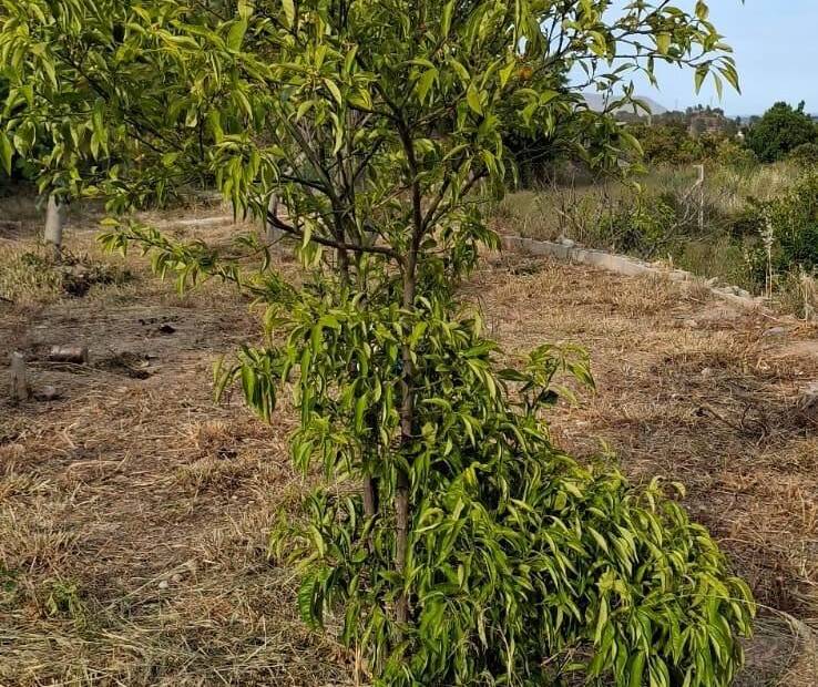 Продажа - участок без лицензии - La nucia - La Nucía