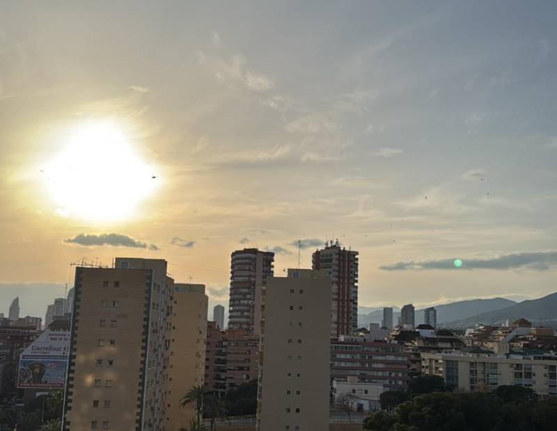 Vente - Studio - Juzgados - Benidorm
