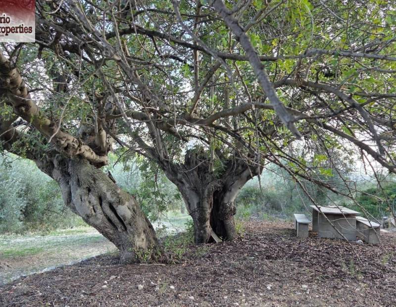 Sale - Plot of land - Beniarda