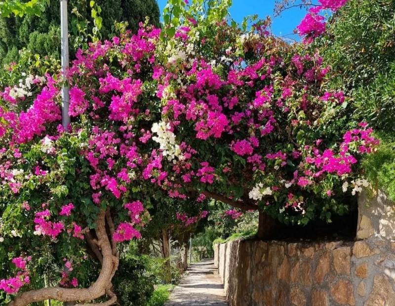 Vente - Appartement - Poble Nou - Montiboli - Villajoyosa