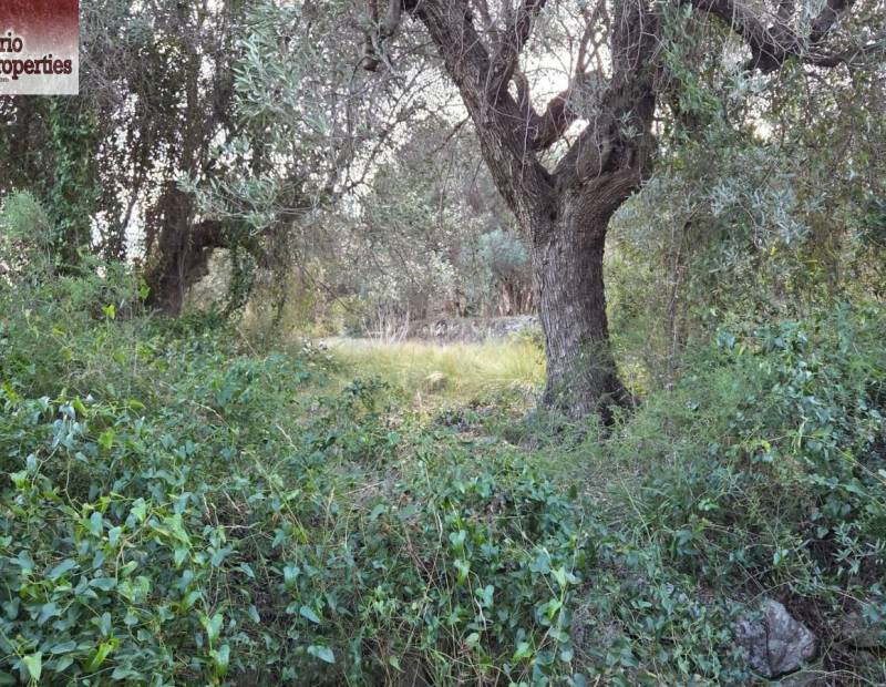 Sale - Plot of land - Beniarda