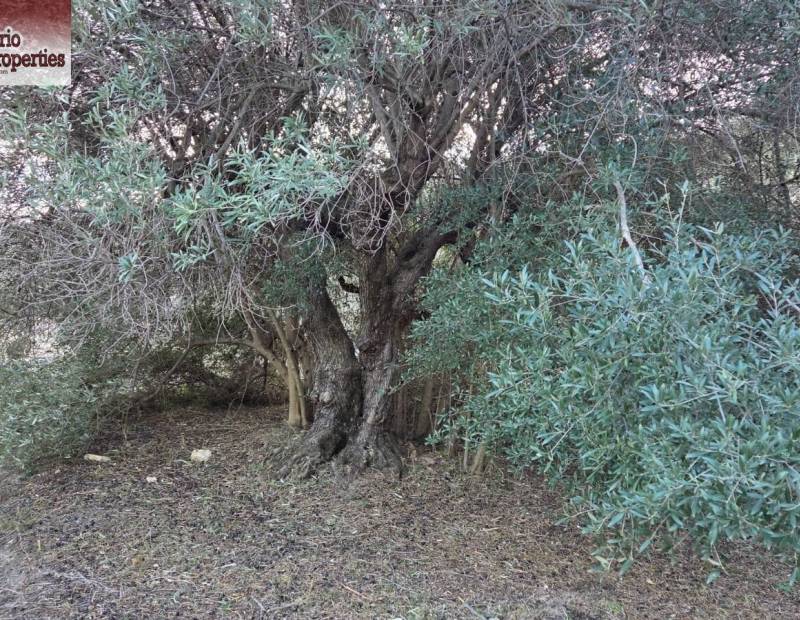 Sale - Plot of land - Beniarda