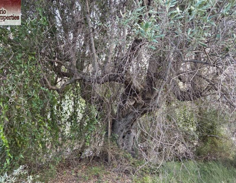 Sale - Plot of land - Beniarda