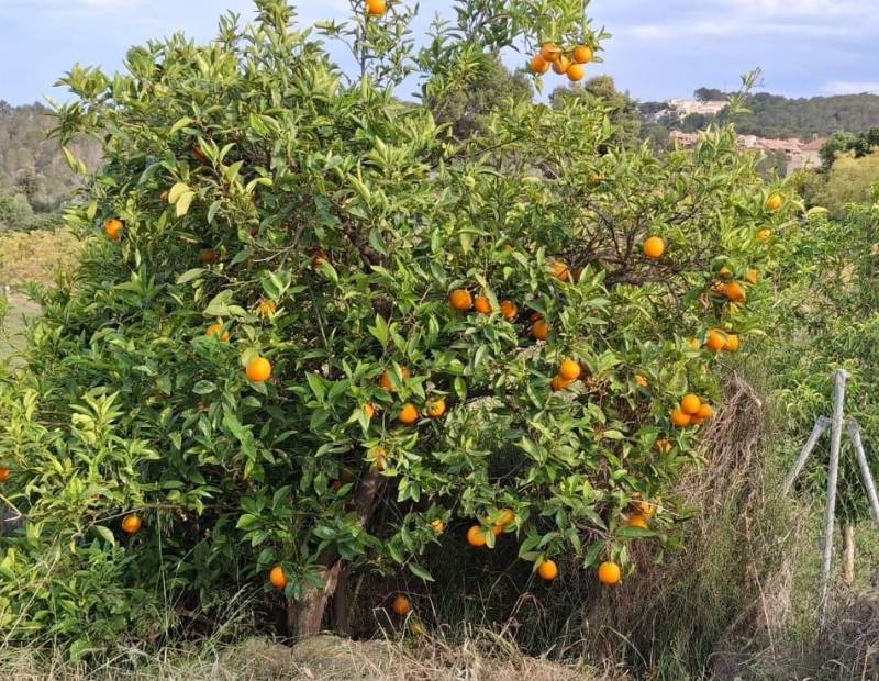 Продажа - участок без лицензии - La nucia - La Nucía